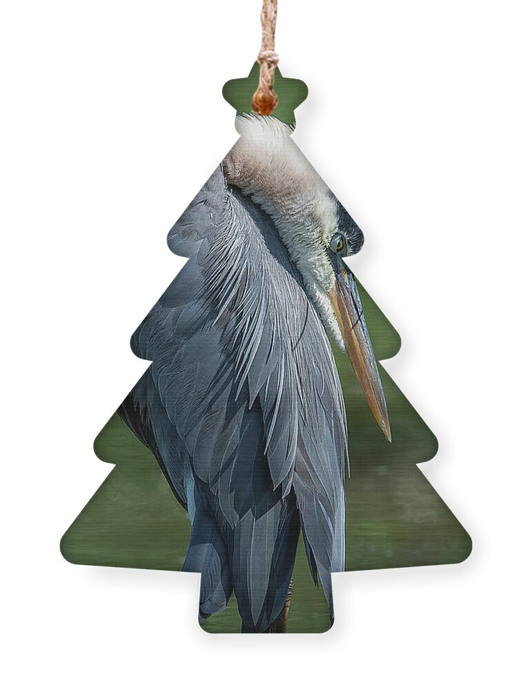 Nature Ornament featuring the photograph Great Blue Heron Preening DMSB0155 by Gerry Gantt