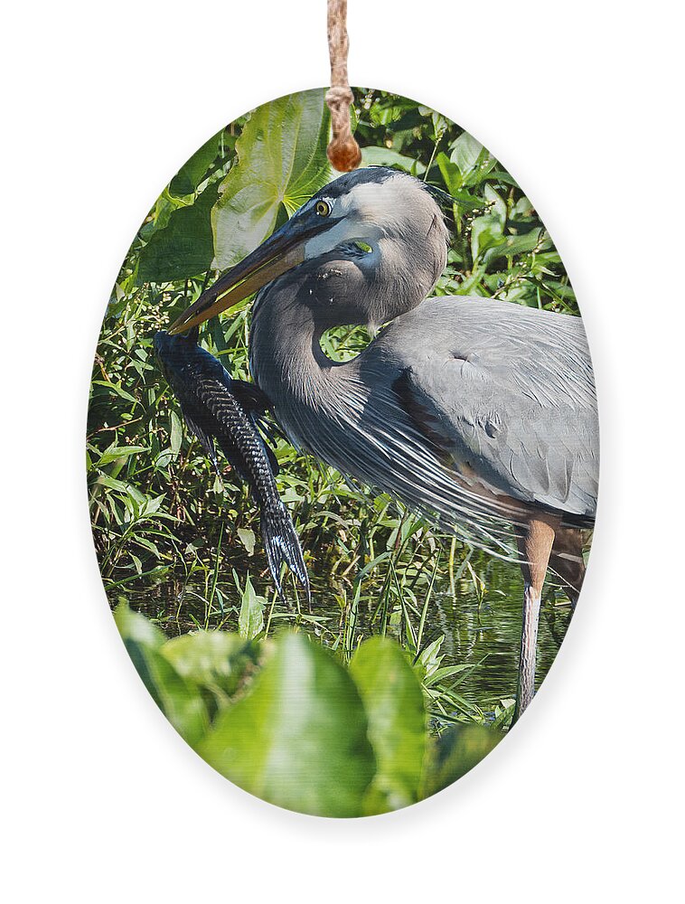 Great Blue Heron Ornament featuring the photograph Great Blue Heron with a Black Armored Catfish by L Bosco