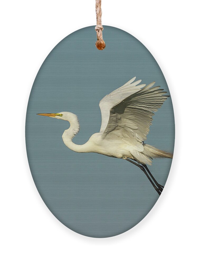Great Egret Ornament featuring the photograph Great Egret 2014-12 by Thomas Young