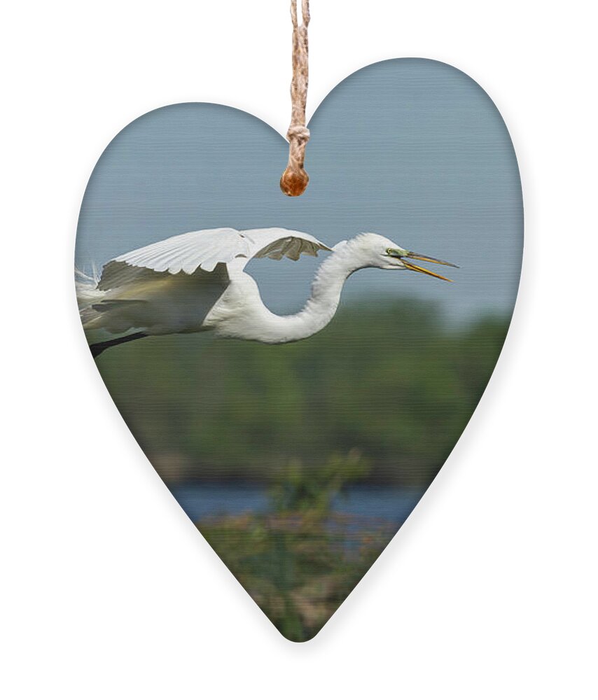Great Egret Ornament featuring the photograph Great Egret 2014-16 by Thomas Young
