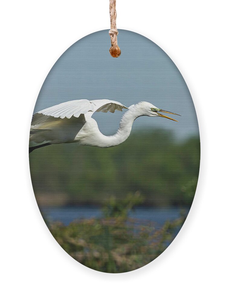 Great Egret Ornament featuring the photograph Great Egret 2014-16 by Thomas Young