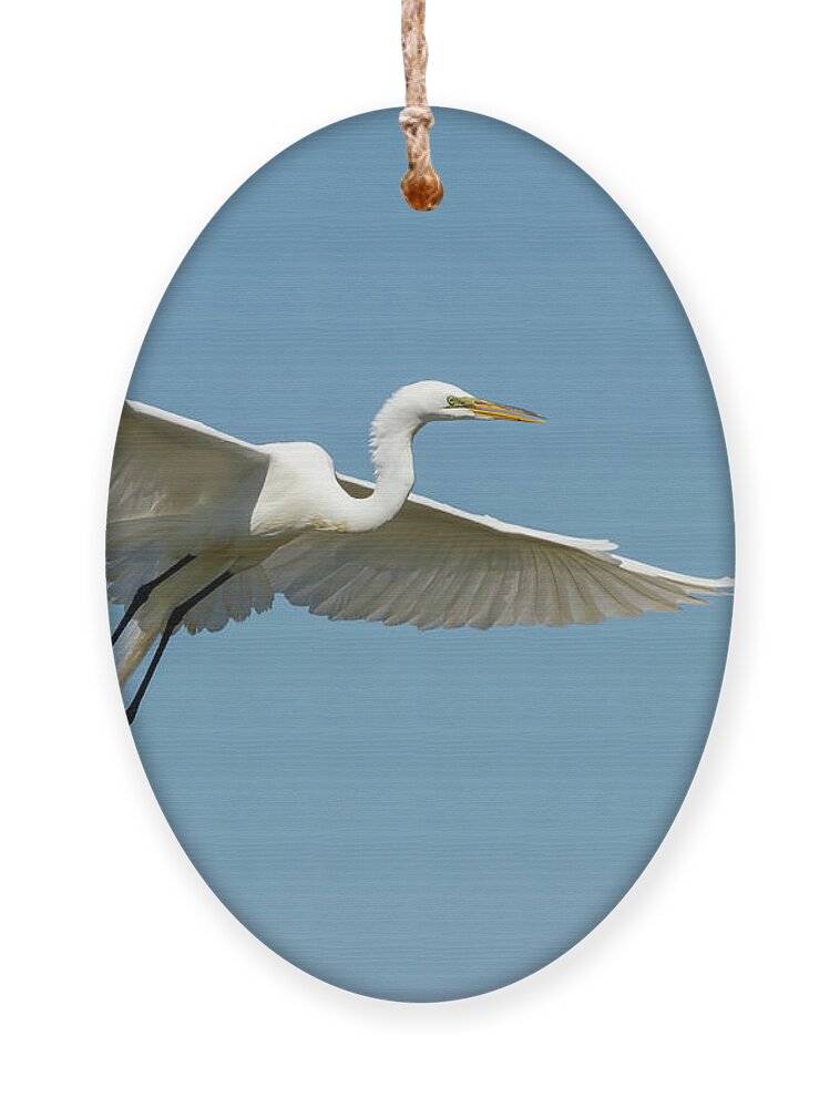 Great Egret Ornament featuring the photograph Great Egret 2014-18 by Thomas Young