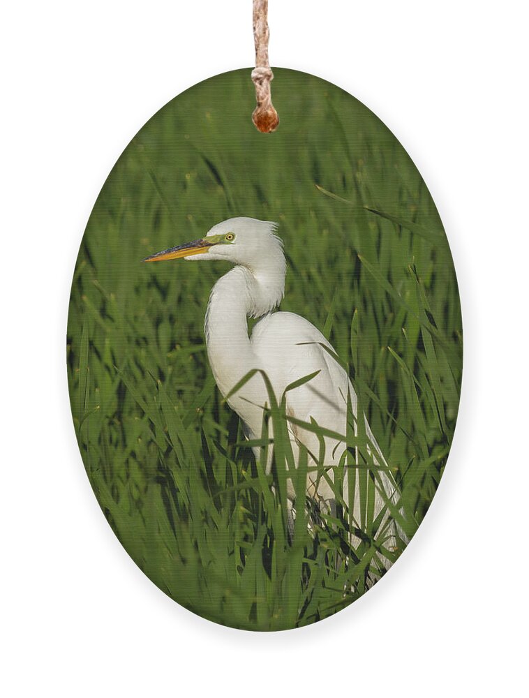 Great Egret Ornament featuring the photograph Great Egret 2014-19 by Thomas Young
