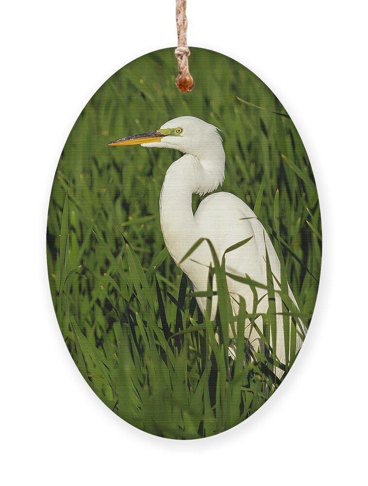 Great Egret Ornament featuring the photograph Great Egret 2014-20 by Thomas Young