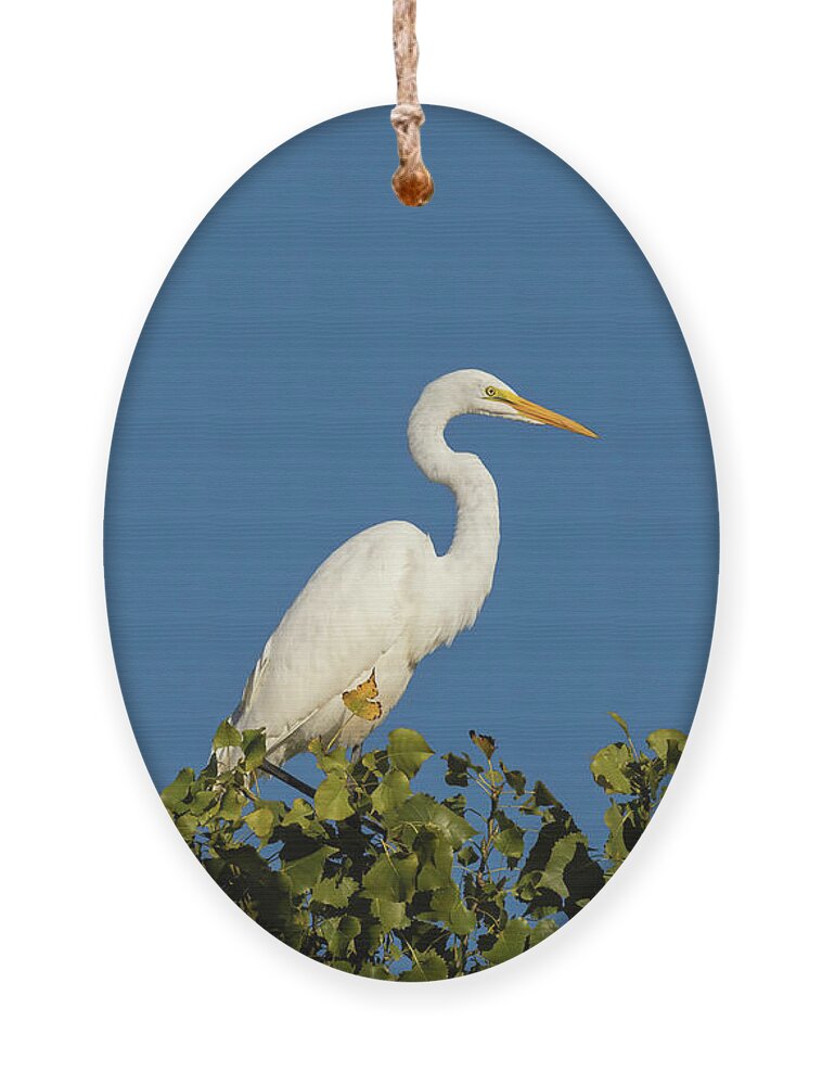 Great Egret Ornament featuring the photograph Great Egret 2016-4 by Thomas Young