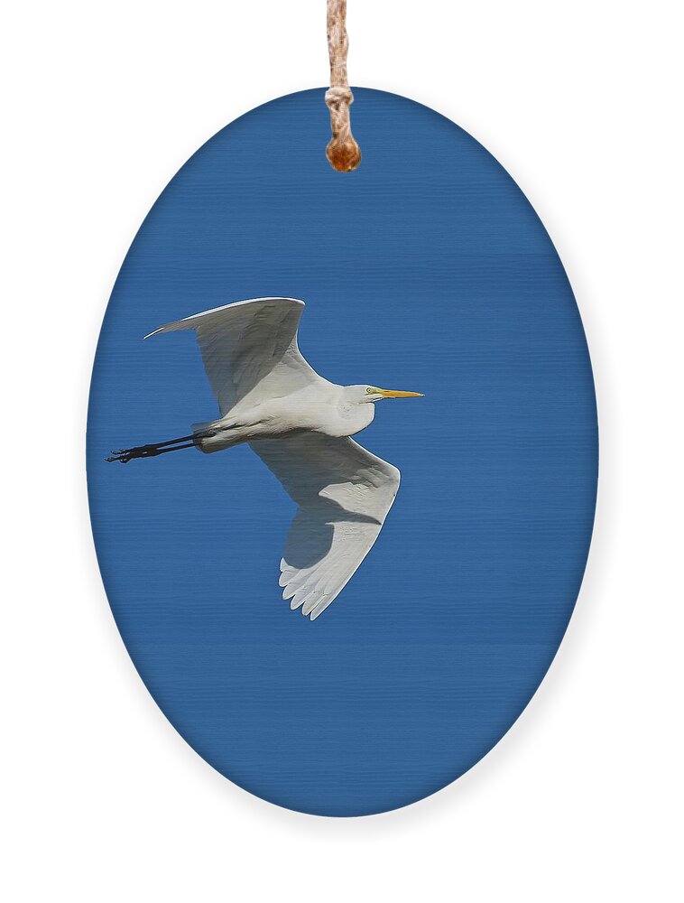 Blue Ornament featuring the photograph Great Egret In Flight by Steve DaPonte