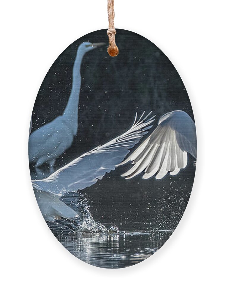 Great Egrets Ornament featuring the photograph Great Egrets 2465-111221-3 by Tam Ryan