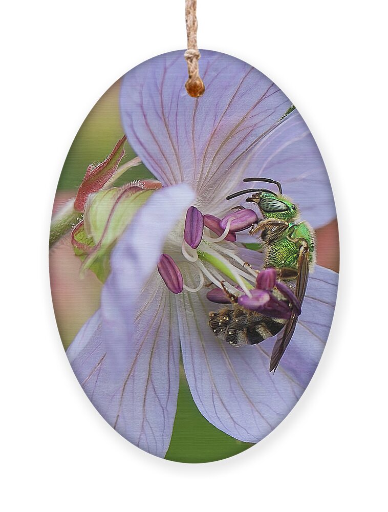 Green Bee Ornament featuring the photograph Green bee by Tatiana Travelways
