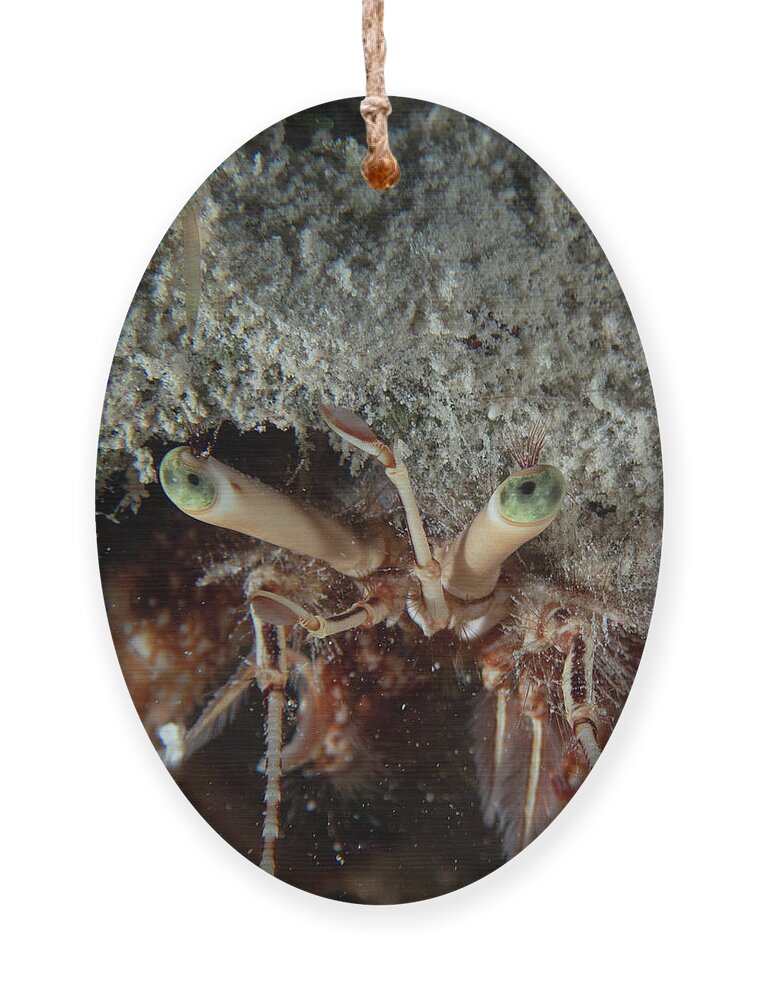 Hermit Crab Ornament featuring the photograph Green-eyed hermit crab by Brian Weber