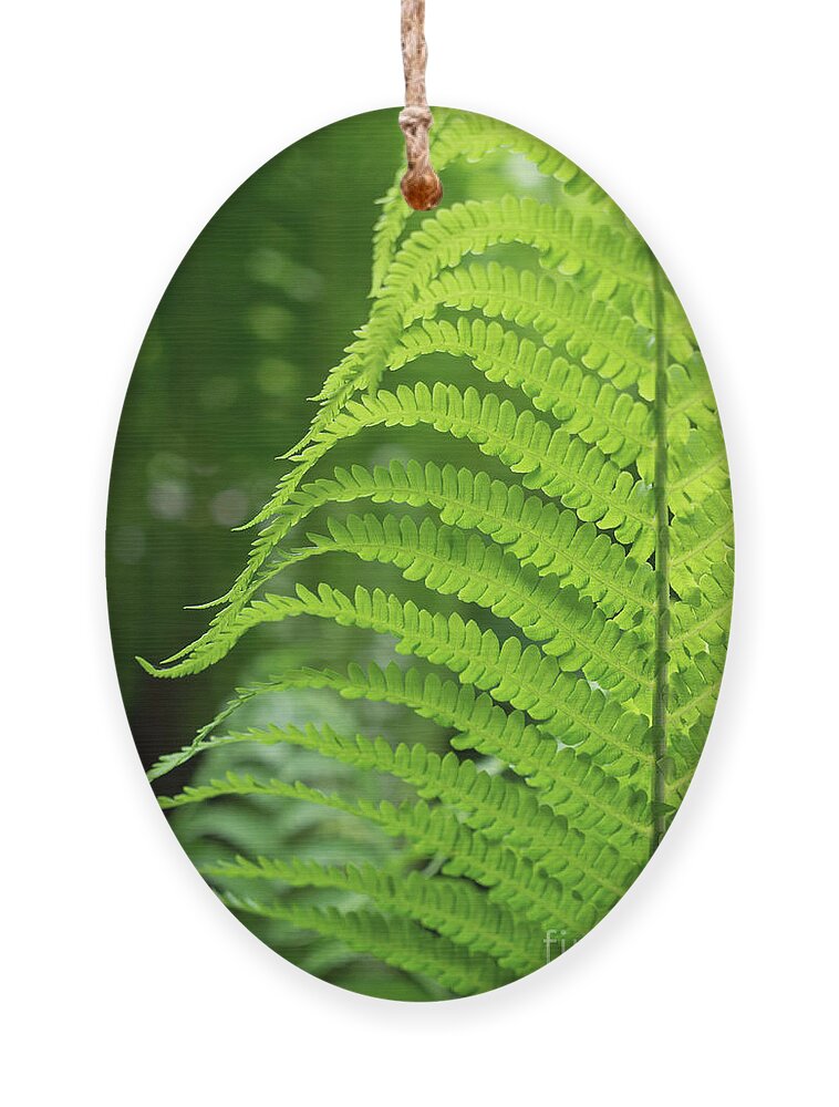 Fern Ornament featuring the photograph Green fern and summer dream in the forest by Adriana Mueller
