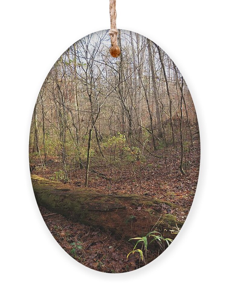 Forest Ornament featuring the photograph Green Forest Everywhere by Ed Williams