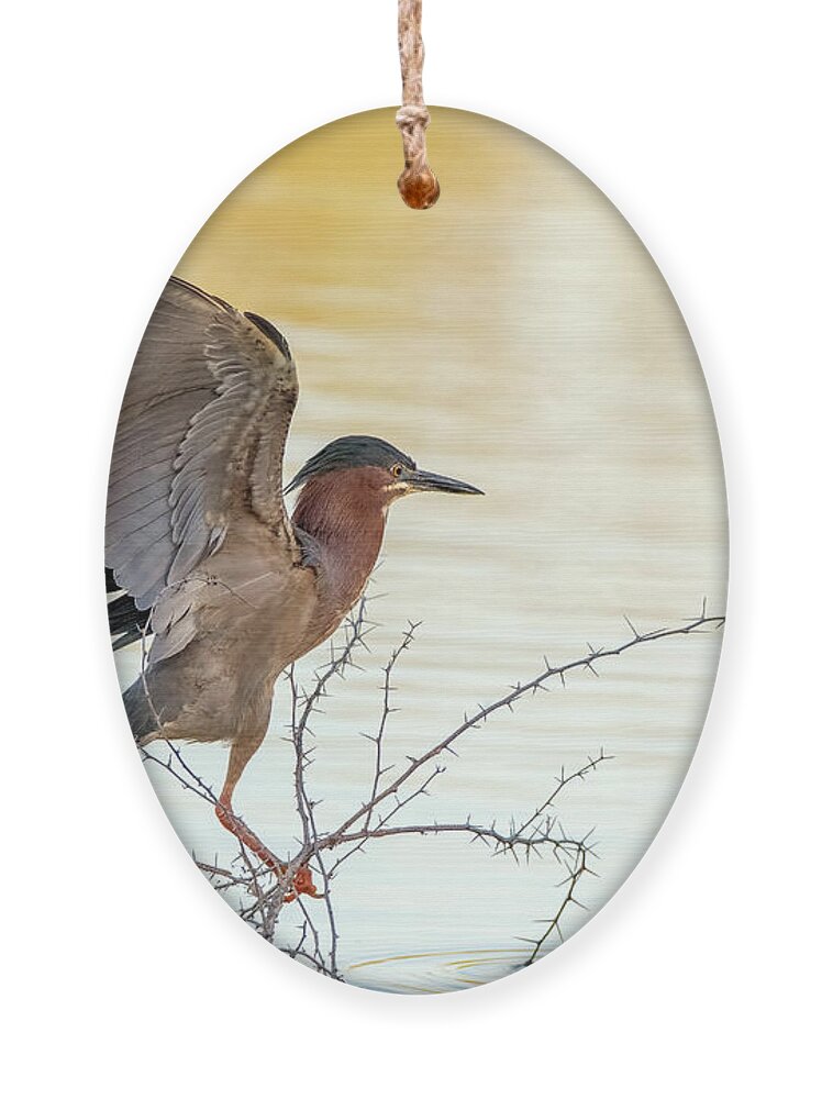 Green Heron Ornament featuring the photograph Green Heron 2207-032522-2 by Tam Ryan