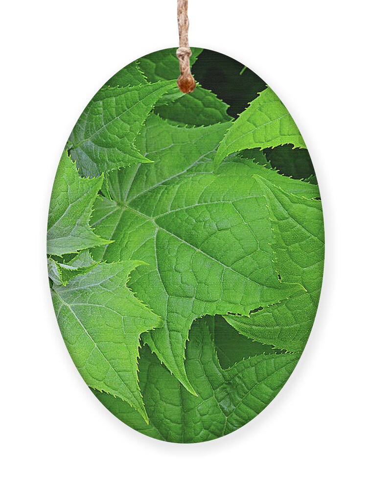 Maple Ornament featuring the photograph Green maple leaves by Bernhard Schaffer