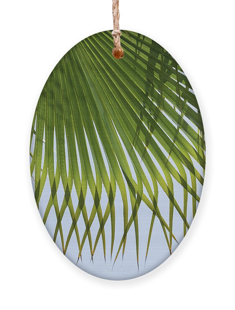 Palm Leaf Ornament featuring the photograph Green palm leaf and blue sky on the beach by Adriana Mueller