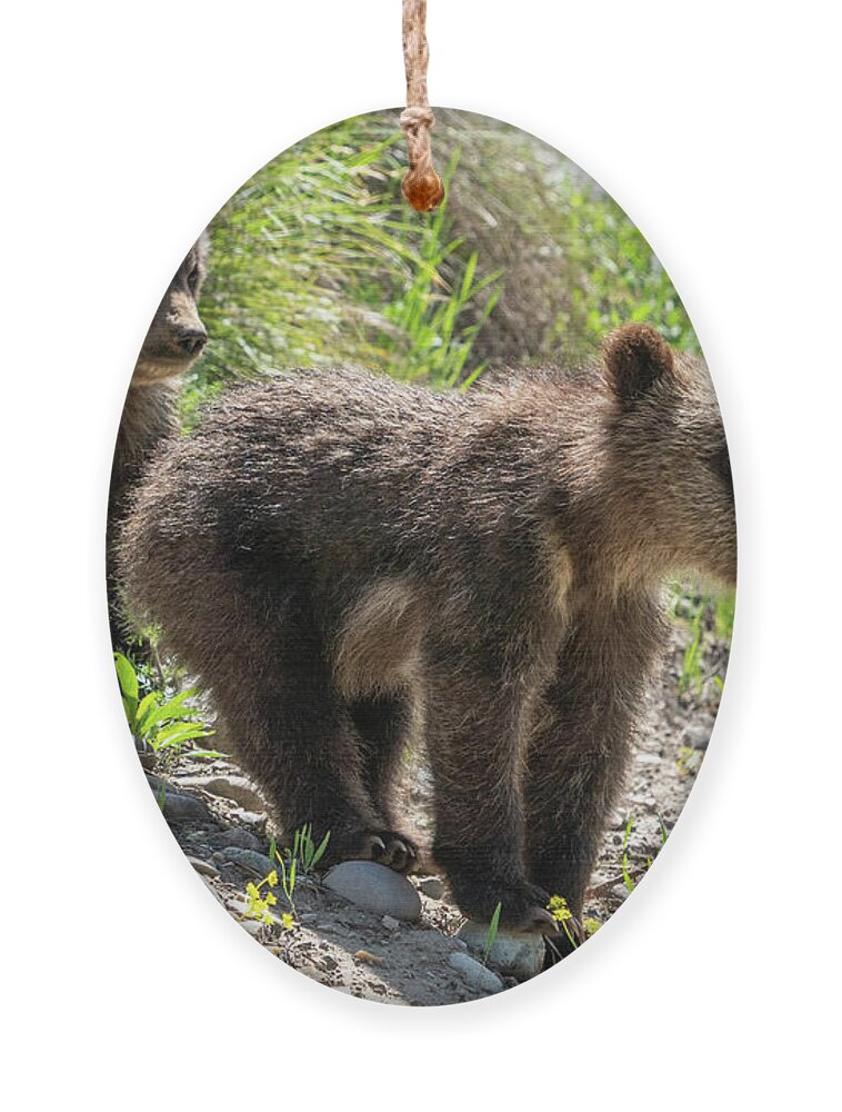 Grizzly Ornament featuring the photograph Grizzly Bear Cubs by Wesley Aston