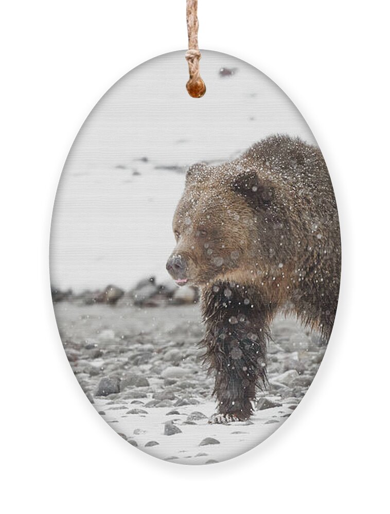 Grizzly Ornament featuring the photograph Grizzly Bear in snow by Rehna George