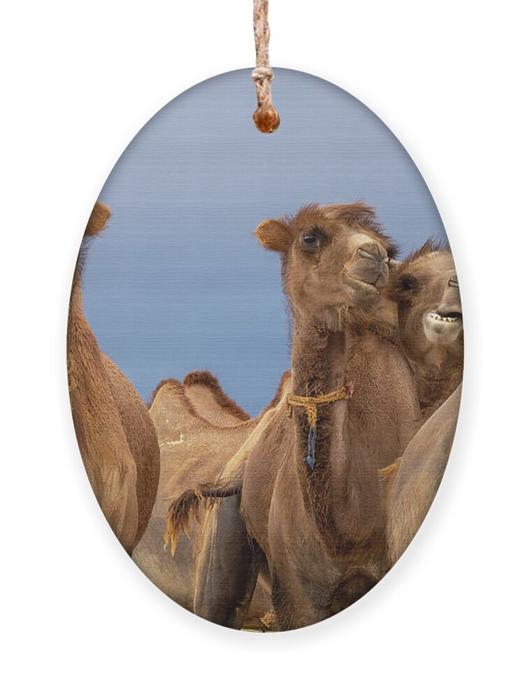 Camel Ornament featuring the photograph Group camels in steppe by Mikhail Kokhanchikov