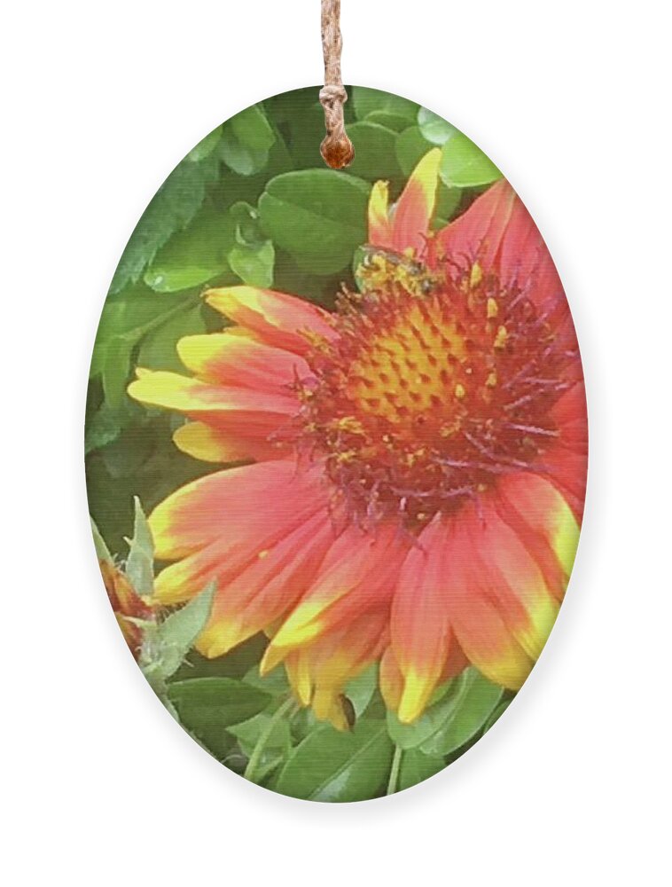 Gaillardia Flower Ornament featuring the photograph Grow with You by Carmen Lam