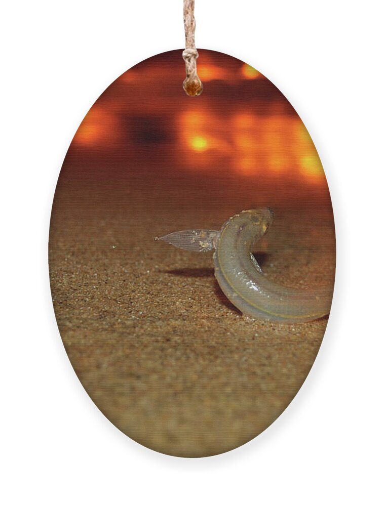 Egg Ornament featuring the photograph Grunion Run by Pelo Blanco Photo