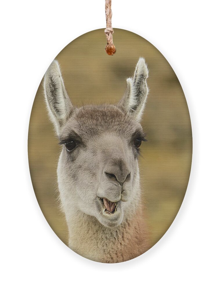 Chile Ornament featuring the photograph Guanaco Portrait by Patrick Nowotny