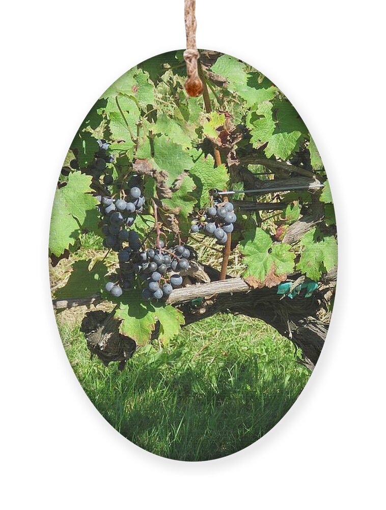 Grapes Ornament featuring the photograph Hanging fruit by B Rossitto
