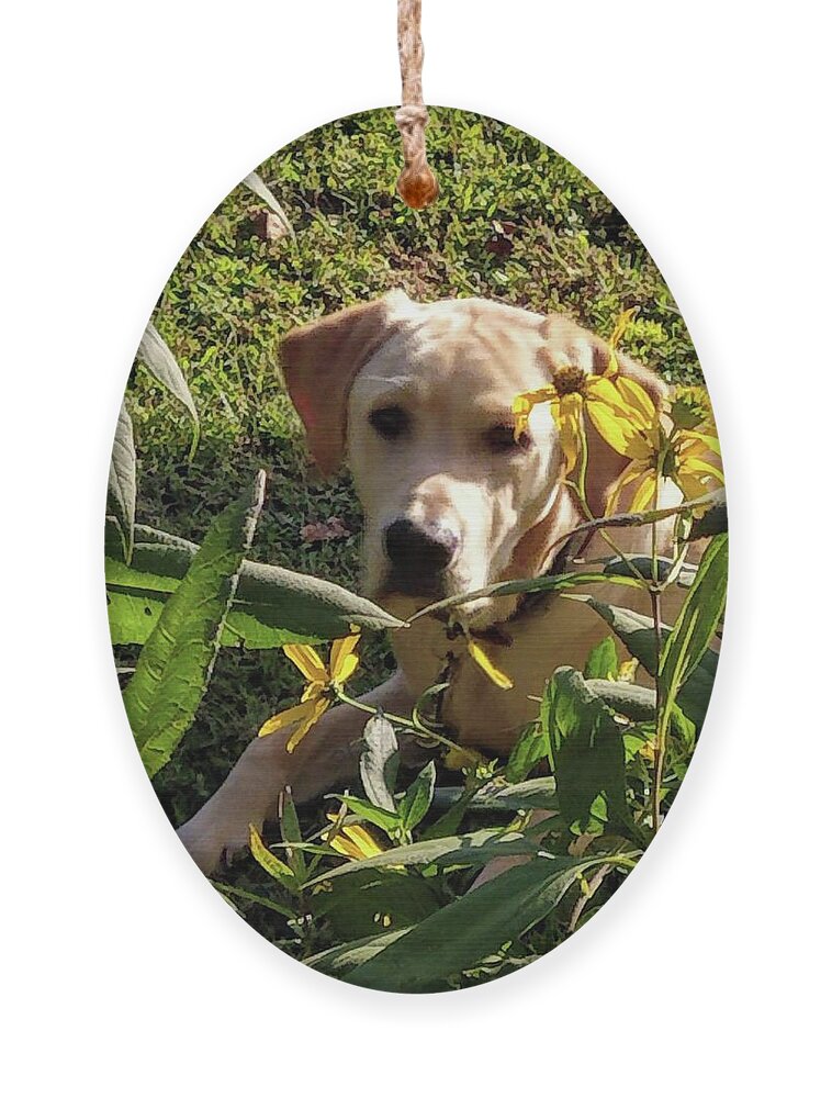 Yellow Lab Ornament featuring the photograph Hanging with the Maxamillians by Kim Galluzzo