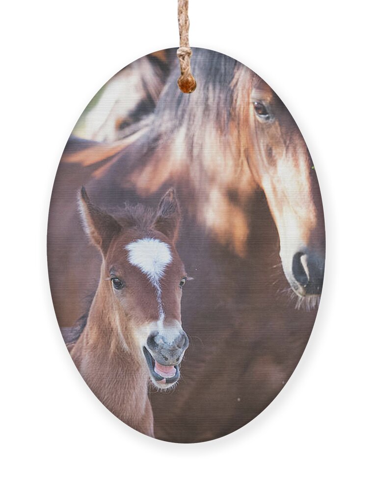 Foal Ornament featuring the photograph Happy by Shannon Hastings