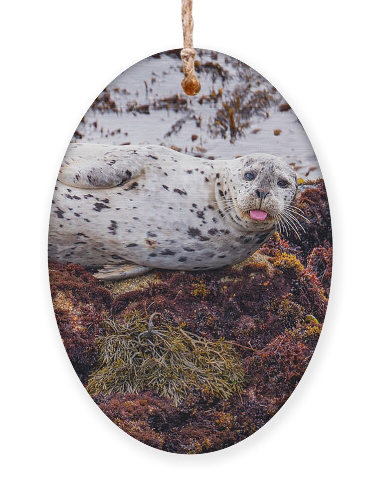 Harbor Seal Ornament featuring the photograph Happy The Harbor Seal by Derek Dean