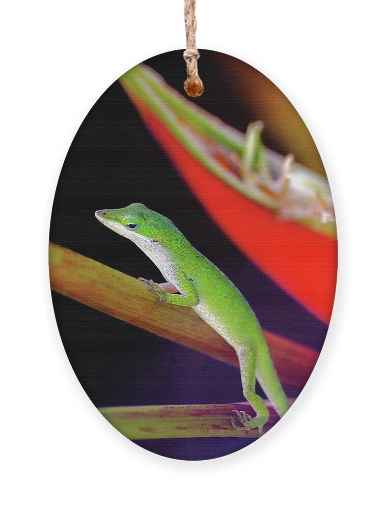 Kauai Ornament featuring the photograph Hawaiian Day Gecko XIV by Doug Davidson