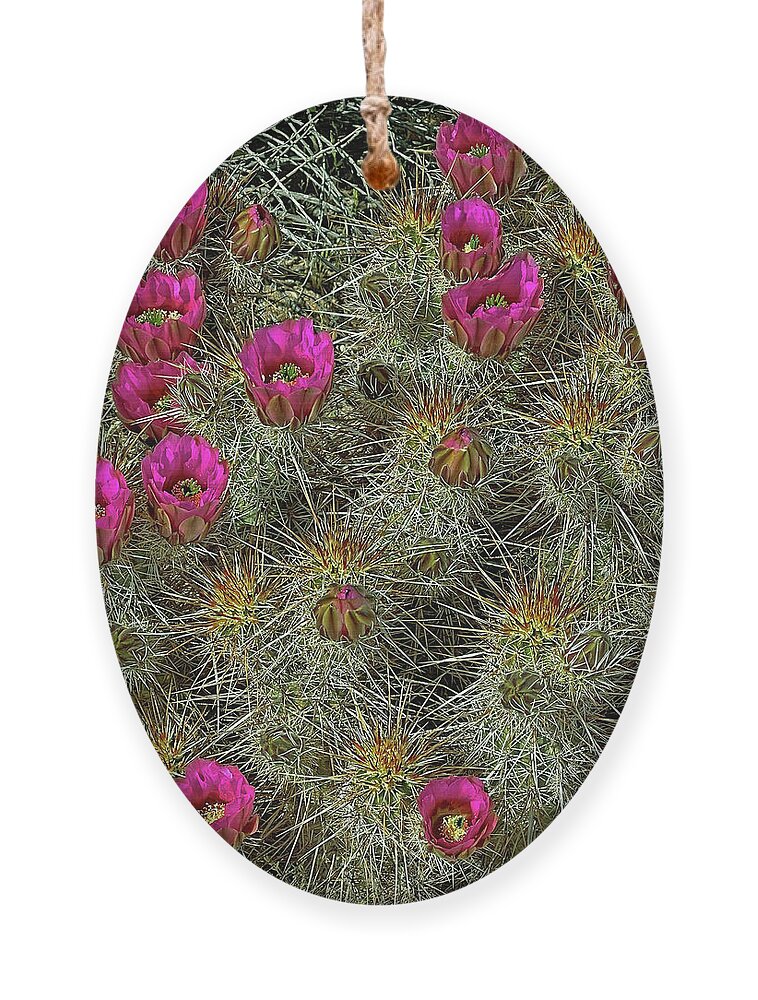 Cactus Ornament featuring the photograph Hedgehog Cactus Blossoms by Lynda Lehmann