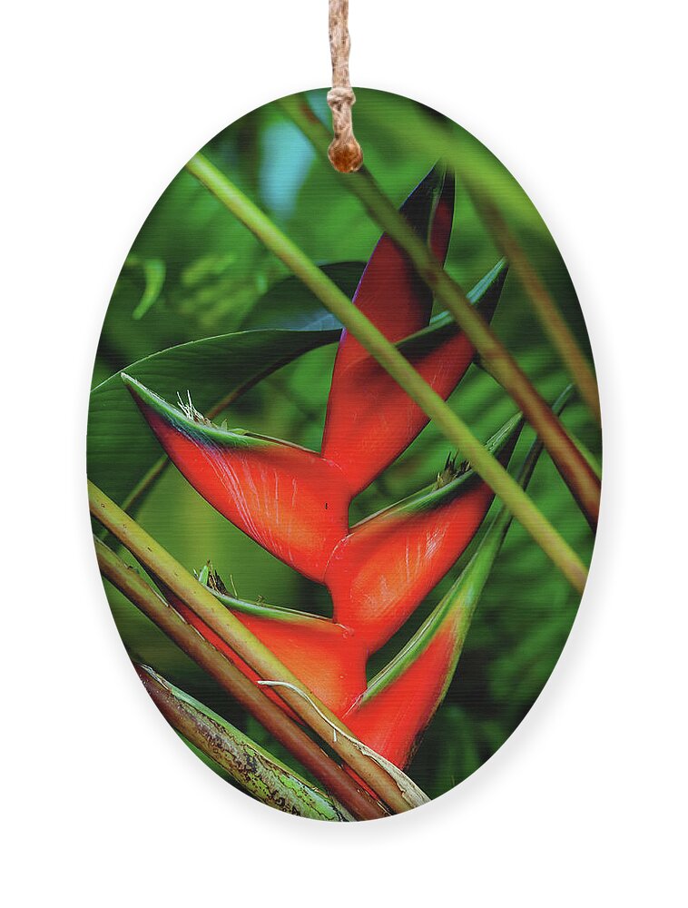 Kauai Ornament featuring the photograph Heliconia VIII by Doug Davidson
