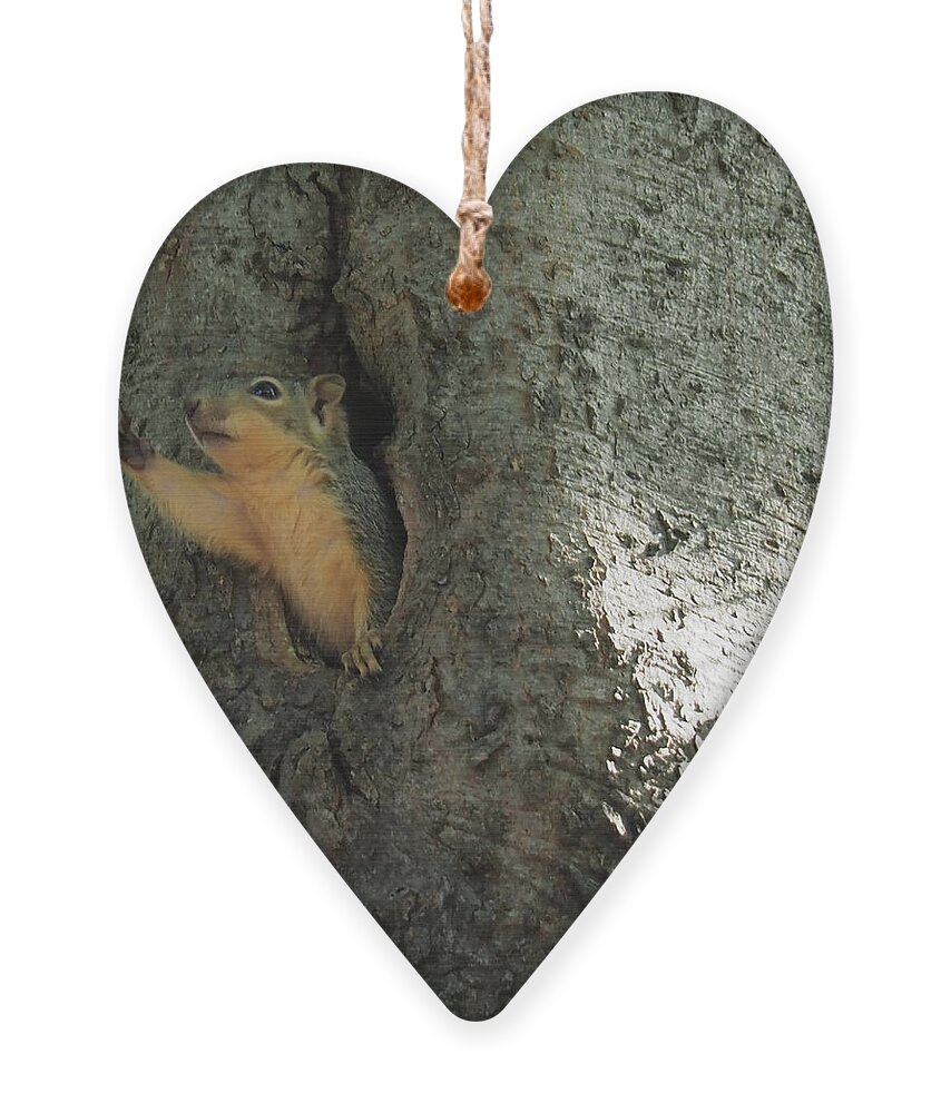 Squirrel Ornament featuring the photograph Hello Hi There Have a Good Day by C Winslow Shafer