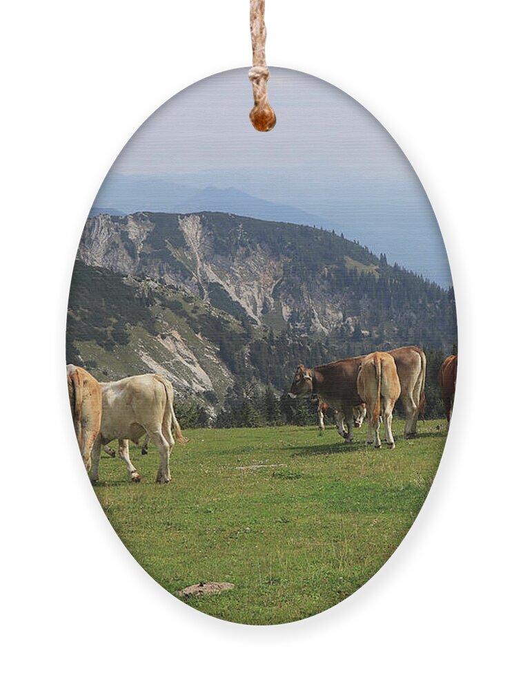 Hochkar Ornament featuring the photograph Herd of Pinzgauer cattle grazes on the Hochkar mountain with an incredible and soothing view of the rest of the Austrian Alps. Organic product, the freshest and highest quality milk. by Vaclav Sonnek