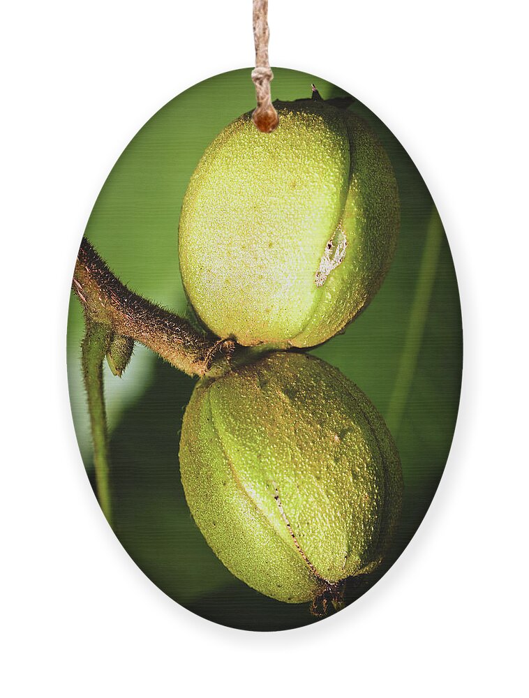Hickory Ornament featuring the photograph Hickory Nuts by Steven Nelson