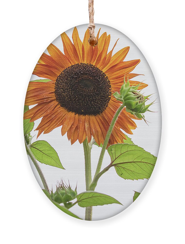 Sunflower Ornament featuring the photograph High Key Sunflower by Mindy Musick King