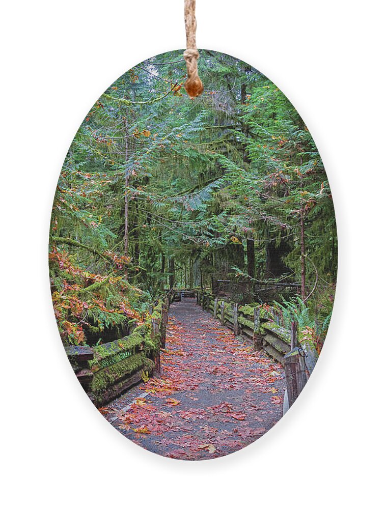 Alex Lyubar Ornament featuring the photograph Hiking Trail in Cathedral Grove by Alex Lyubar
