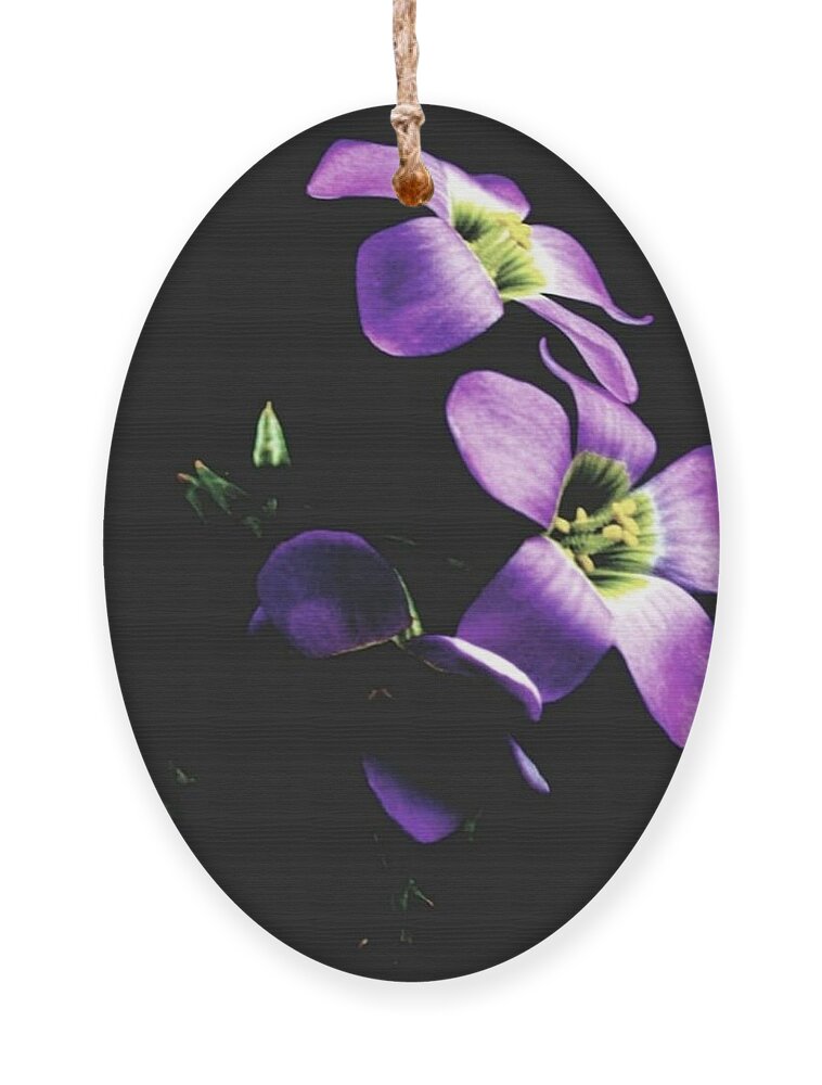 Nature Ornament featuring the photograph Hivern 3 by Auranatura Art