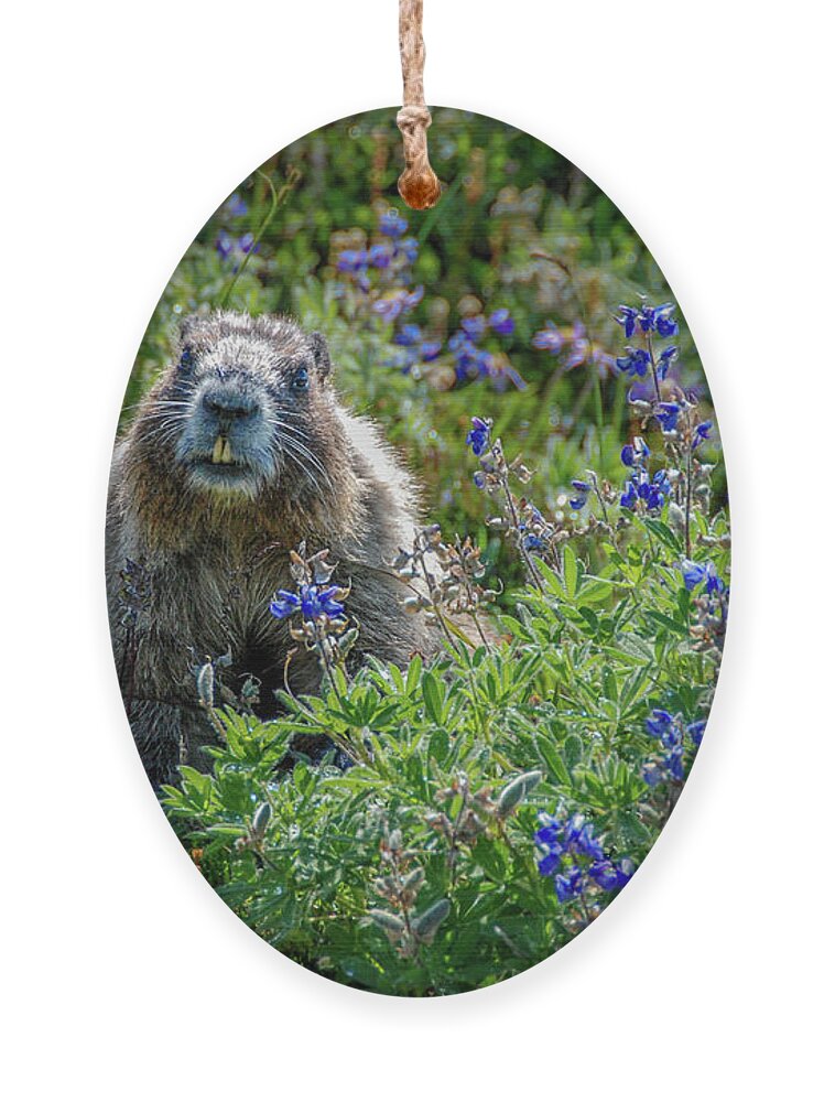 Hoary Marmot Ornament featuring the photograph Hoary Marmot in Subalpine Lupine #1 by Nancy Gleason