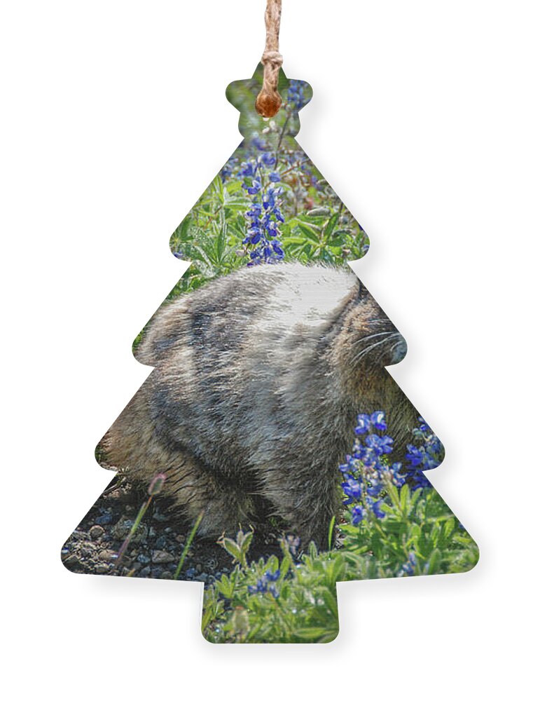 Hoary Marmot Ornament featuring the photograph Hoary Marmot in Subalpine Lupine #3 by Nancy Gleason