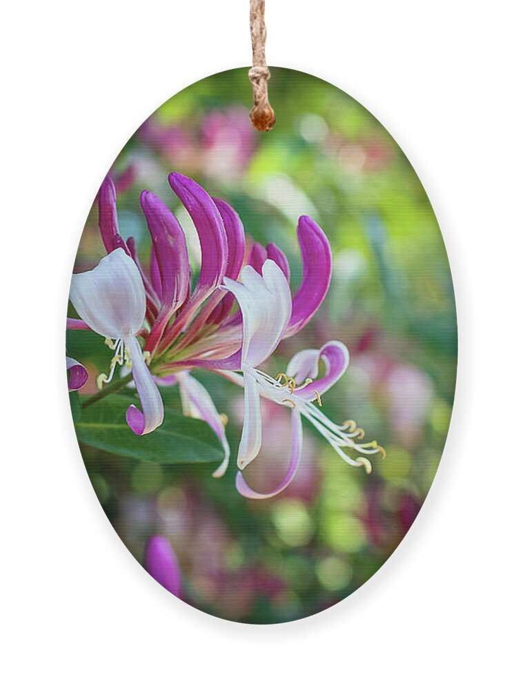 Honeysickle Ornament featuring the photograph Honeysuckle in the garden by Amy Dundon