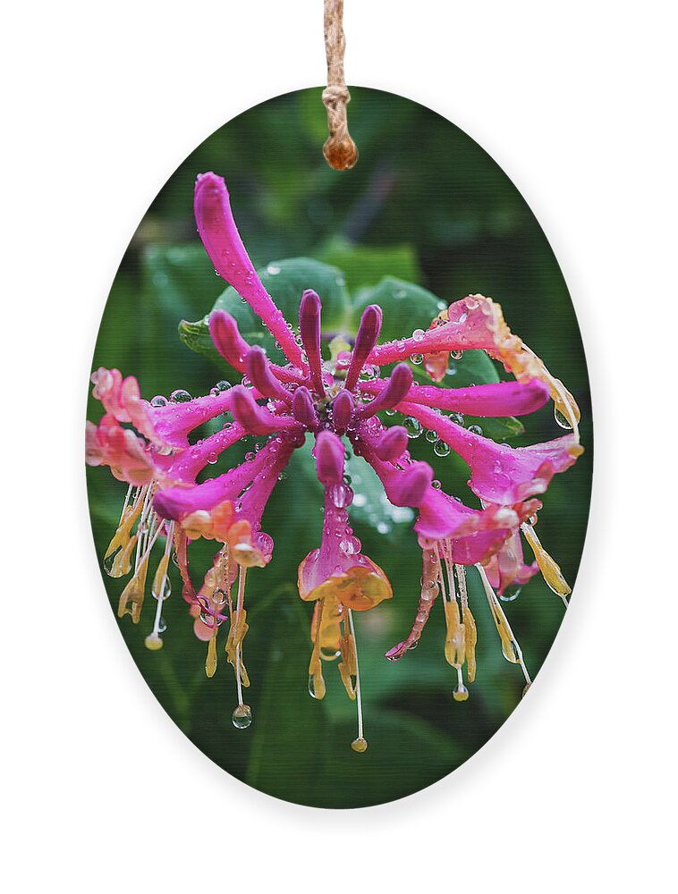 Honeysuckle Raindrops Ornament featuring the photograph Honeysuckle Raindrops by David Patterson