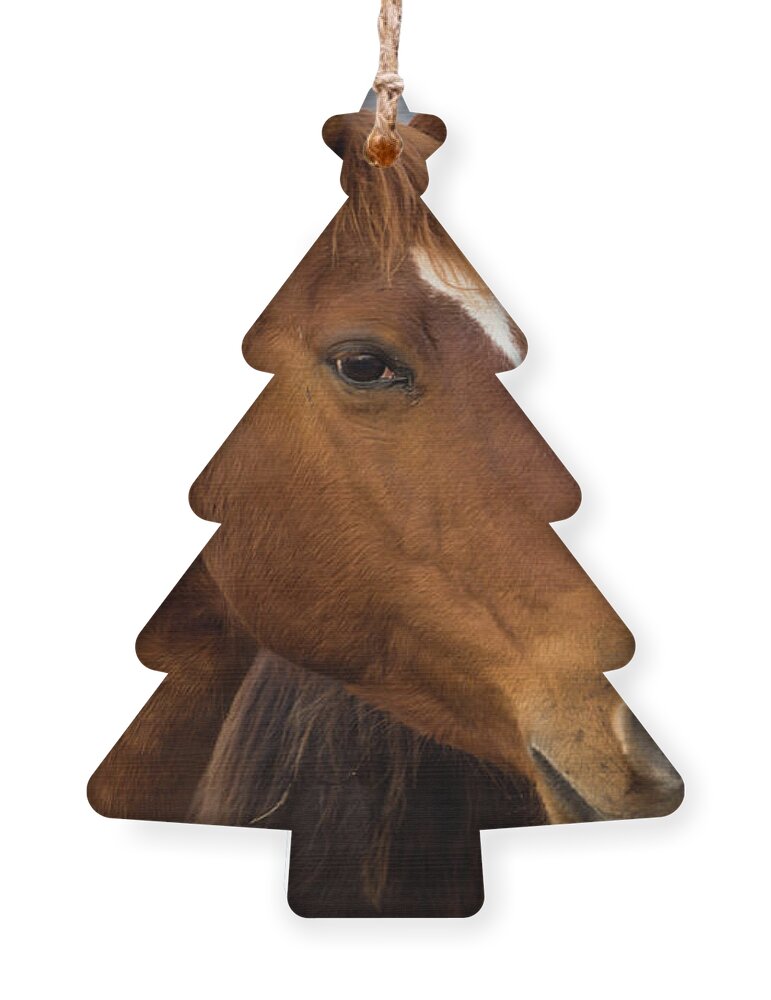 Horse Ornament featuring the photograph Horse Triplets by Jennifer White