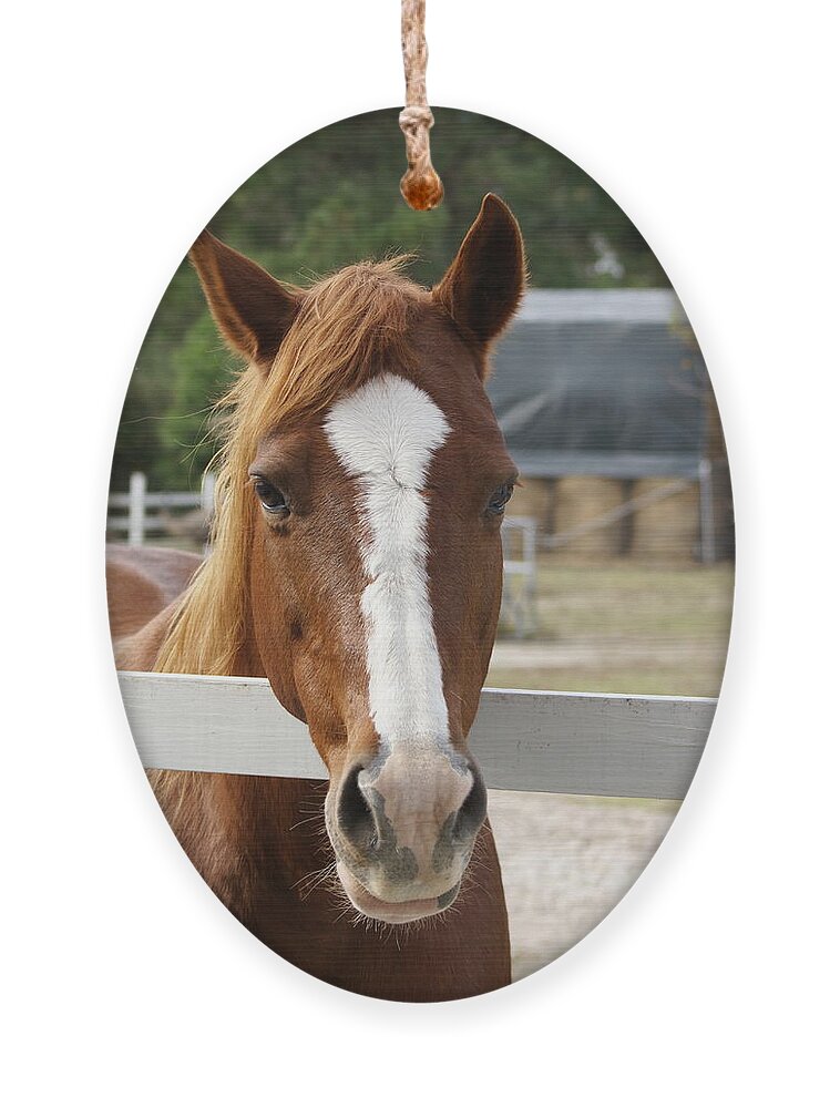  Ornament featuring the photograph Horse Welcome by Heather E Harman