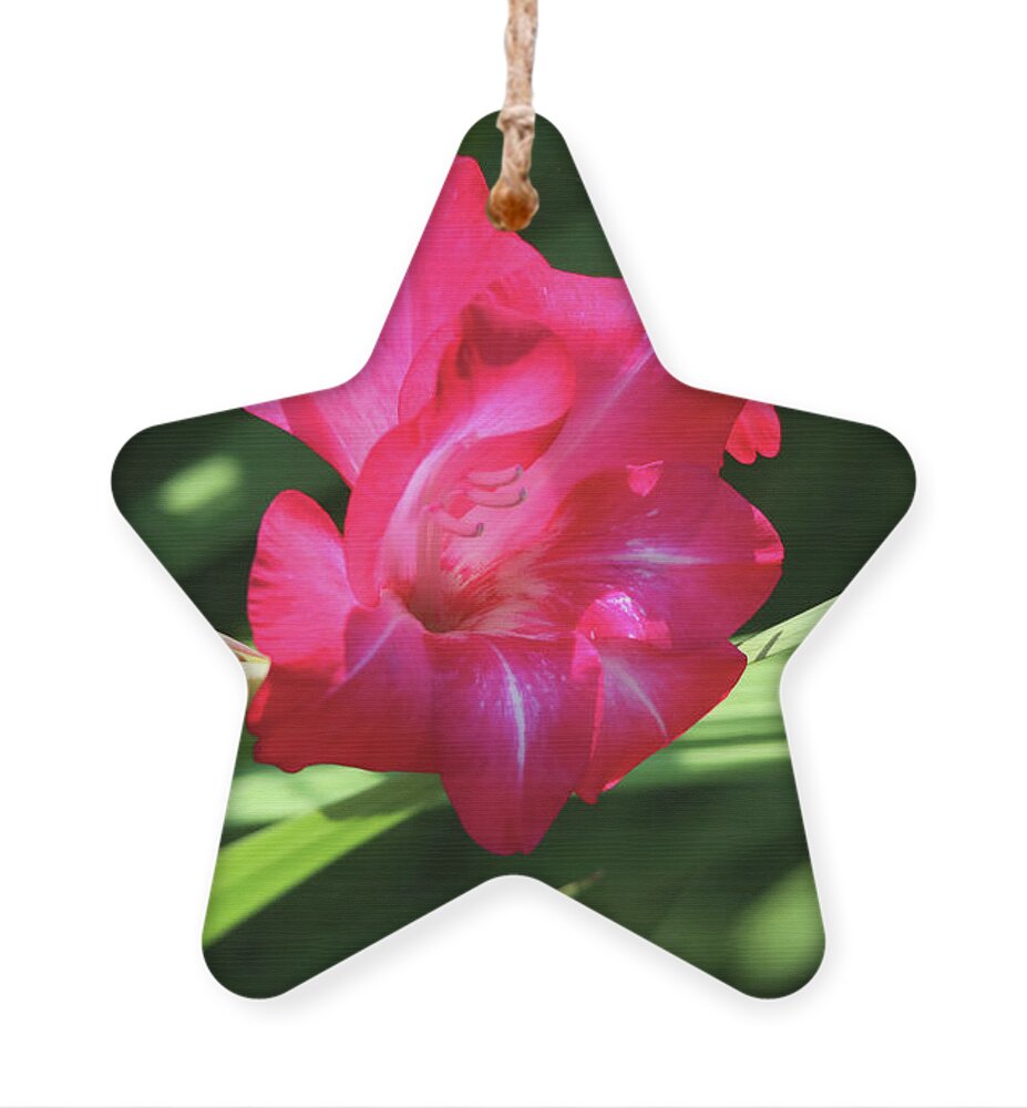 Gladiola Ornament featuring the photograph Hot Pink Gladiola by Trina Ansel