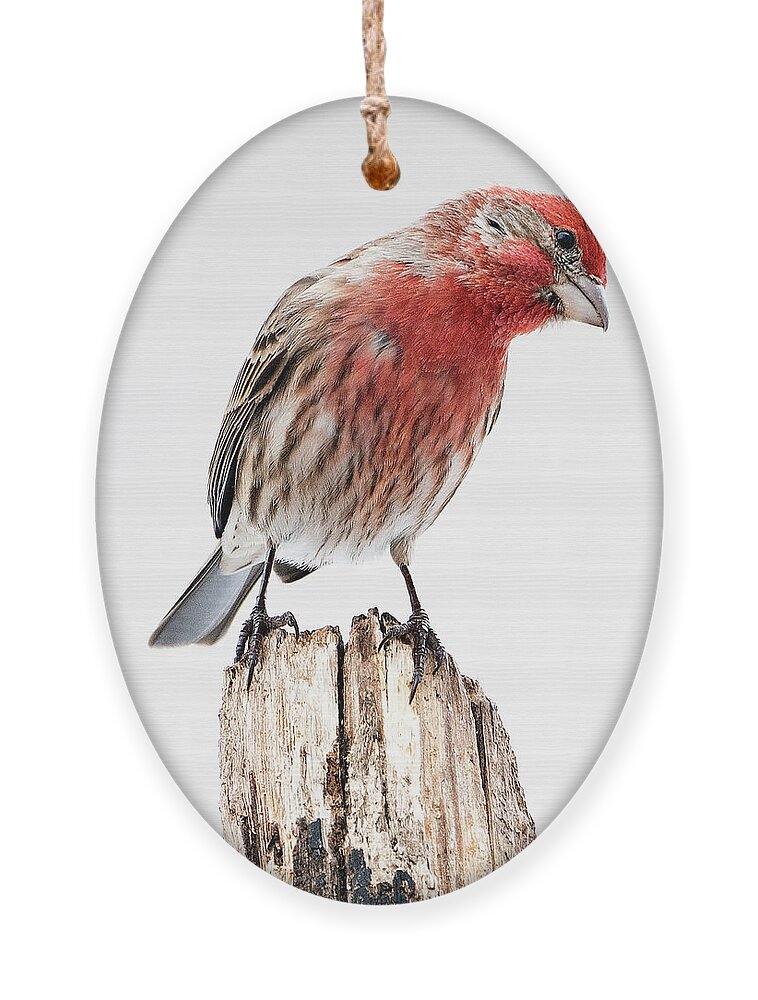House Finch Ornament featuring the photograph House Finch- So Curioius by Sandra Rust