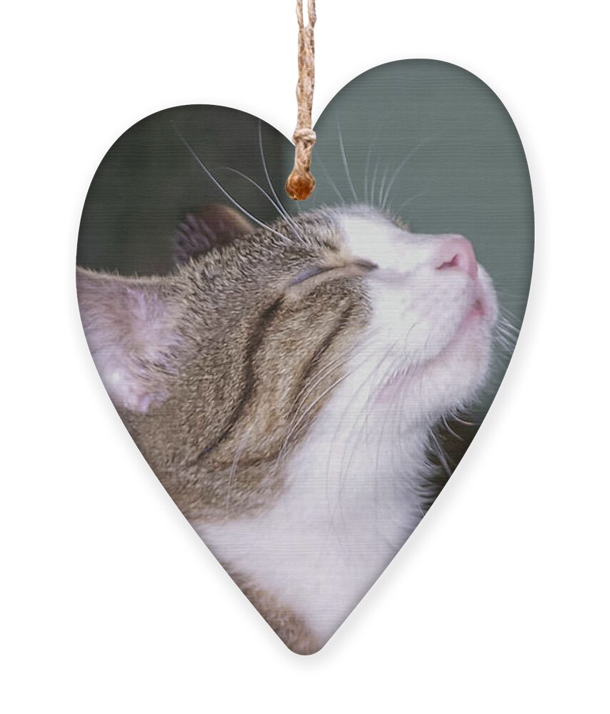 Cat Ornament featuring the photograph How Sweet It Is by C Winslow Shafer