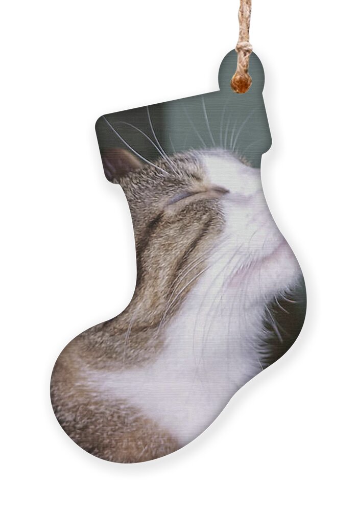 Cat Ornament featuring the photograph How Sweet It Is by C Winslow Shafer