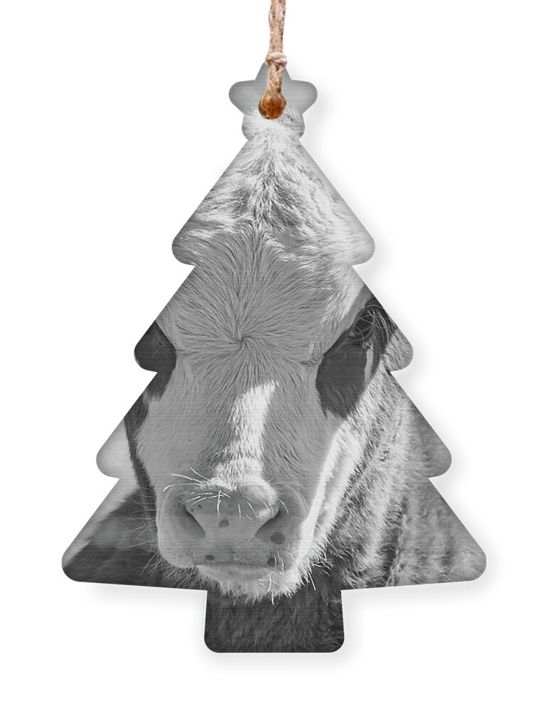Cow Ornament featuring the photograph Hugo by Jamie Tyler