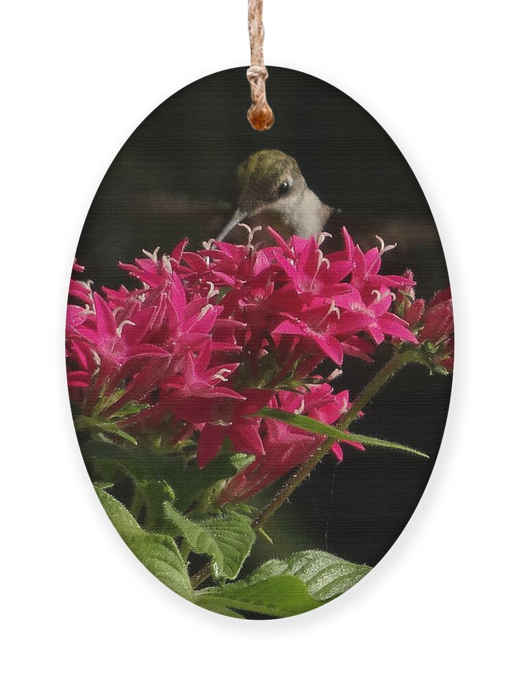 5 Star Ornament featuring the photograph Hummers on Deck- 2-03 by Christopher Plummer
