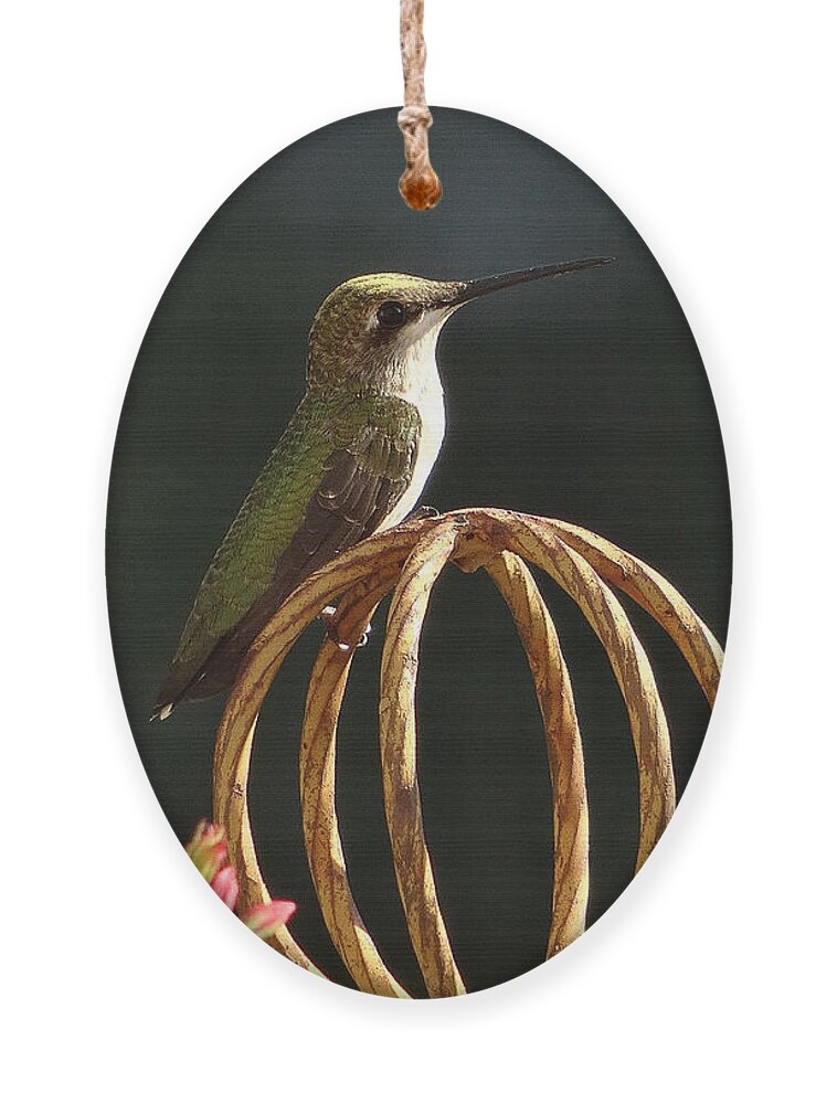 5 Star Ornament featuring the photograph Hummers on Deck- 2-04 by Christopher Plummer